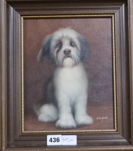Campio, oil on canvas laid on board, Study of a terrier, signed, 24 x 19cm